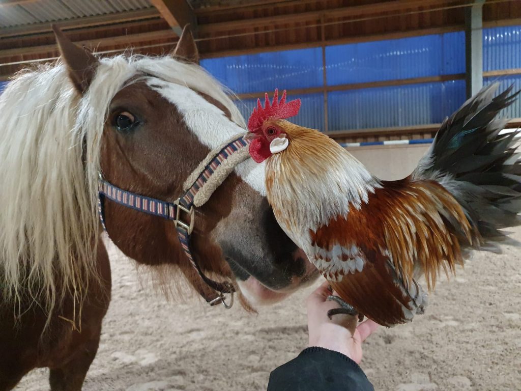 Pferd und Huhn